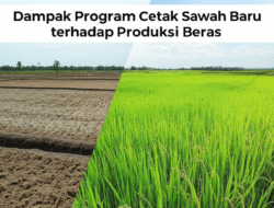Dampak Program Cetak Sawah Baru terhadap Produksi Beras